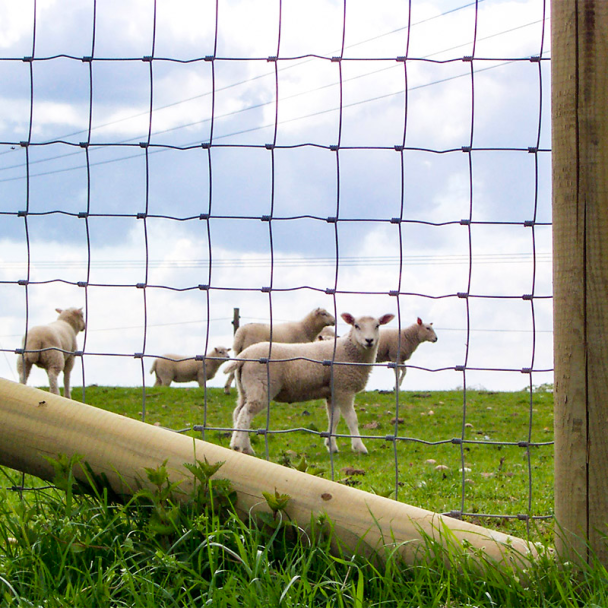 Fencing Stock and Lamb