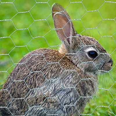 Hexagonal Rabbit Fencing