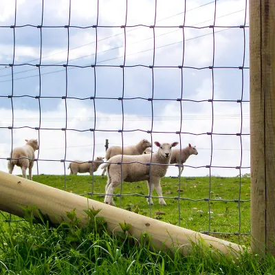 Stock & Lamb Fencing